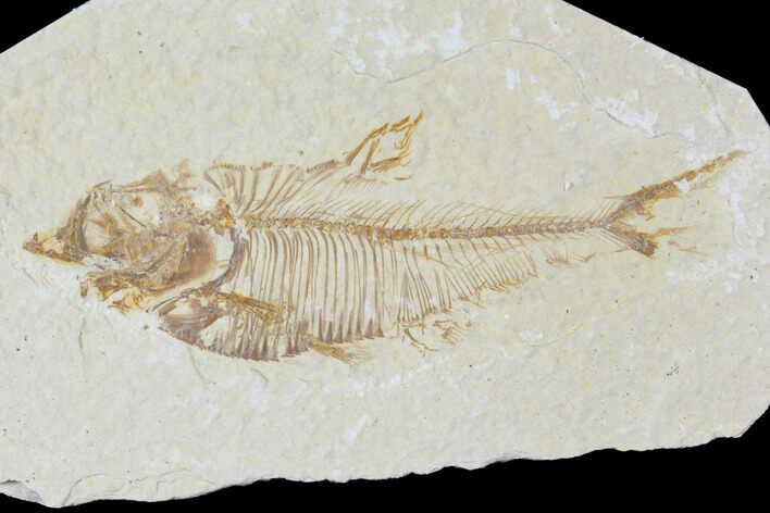 Bargain, Fossil Fish (Diplomystus) - Green River Formation #120369